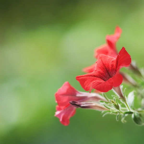 Petunia — Stock Photo, Image