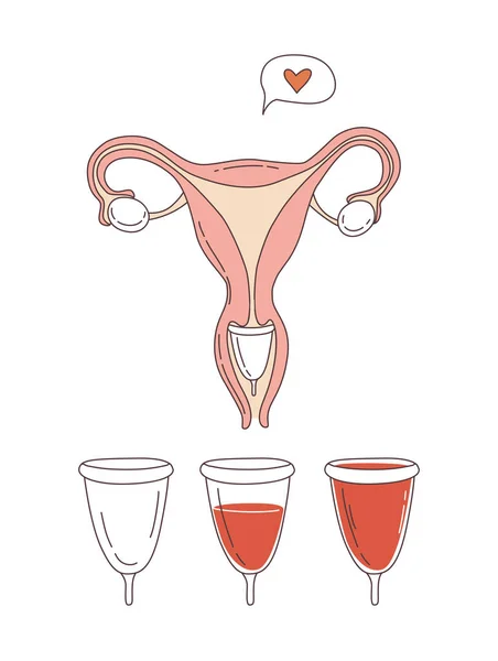 Sistema Reproductivo Femenino Con Copa Menstrual Una Imagen Del Útero — Archivo Imágenes Vectoriales