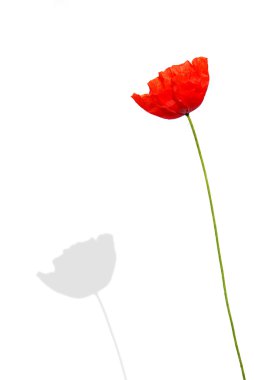 Beyaz bir arka plan ile izole haşhaş