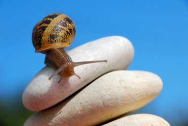 salyangoz çakıl yığını üzerinde