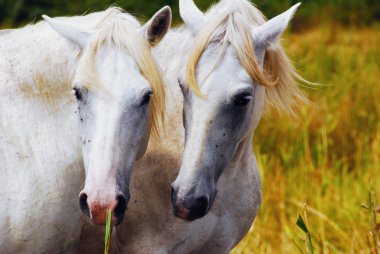 Camargue horses couple hugging himself clipart
