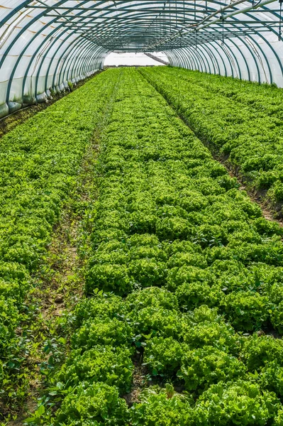 Nursery for the cultivation of vegetables — Stock Photo, Image