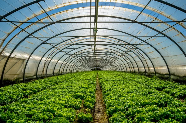 Invernadero para el cultivo de ensalada Imágenes de stock libres de derechos