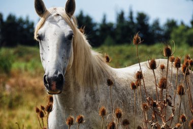 horse wild of camargue clipart