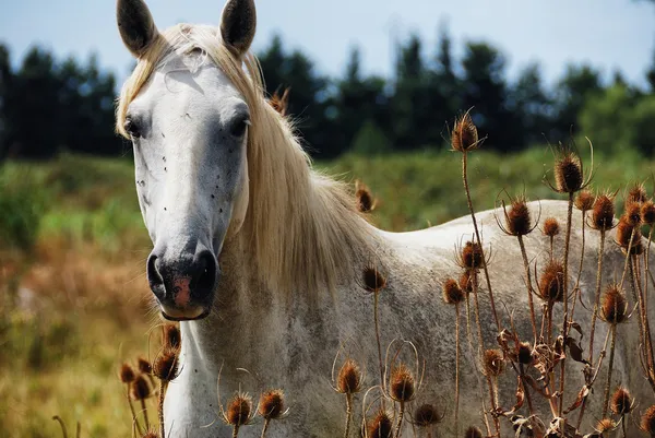 camargue atı yabani