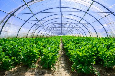 kereviz kültür sera içinde