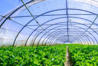 kereviz kültür sera içinde