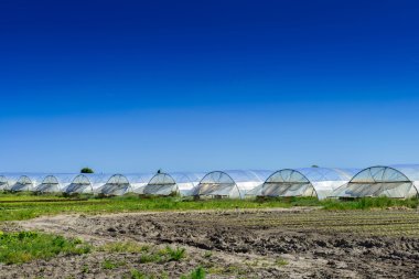 sera büyüyen meyve ve sebzeler