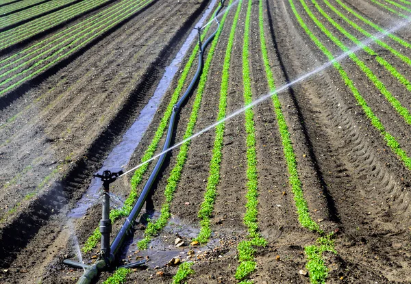 Water sprinklerinstallatie werken op een kwekerij plantage — Stockfoto