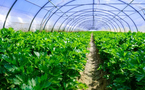 Odling av grönsaker i växthus — Stockfoto