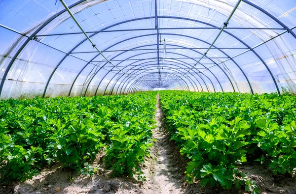 Cultivo de invernadero de apio — Foto de Stock