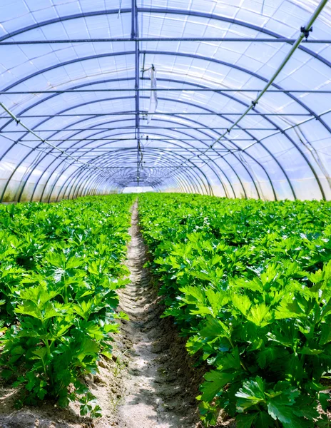 Growing vegetables in a greenhouse — Stock Photo, Image