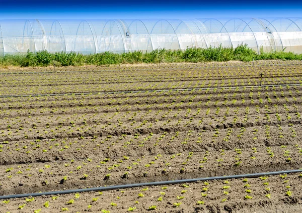 Outside view of greenhouse — Stock Photo, Image