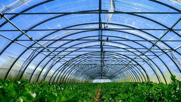 Inside view of one greenhouse where grows celery — Stock Photo, Image