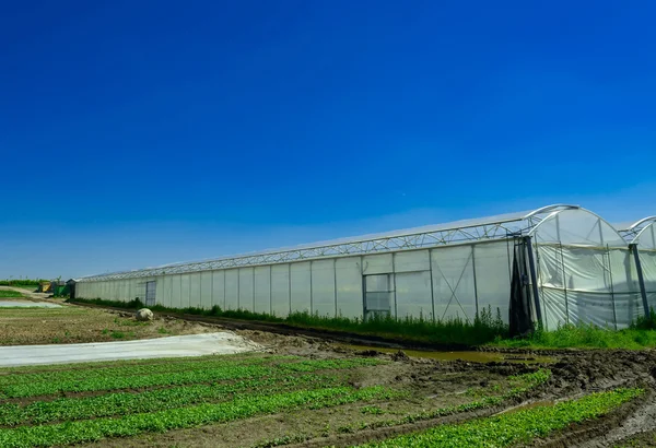 Broeikasgassen voor de teelt van groenten en fruit — Stockfoto