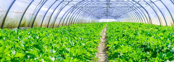 Inside view of an greenhouse where grows celery — Stock Photo, Image