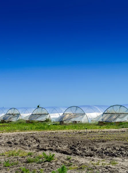 Invernadero para el cultivo de frutas y verduras — Foto de Stock