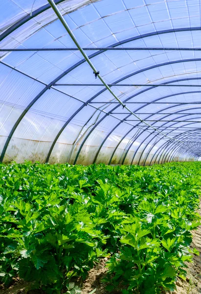 Celery culture in a greenhouse — Stock Photo, Image