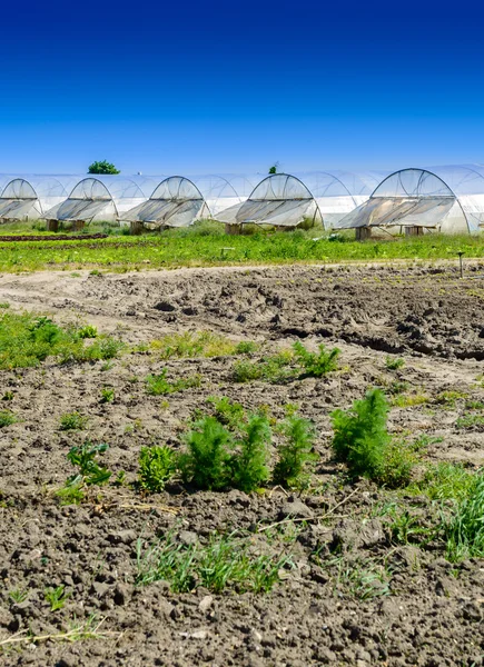 Invernadero para el cultivo de frutas y verduras — Foto de Stock