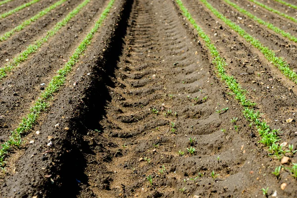 Unga plantor som växer i ett fält — Stockfoto