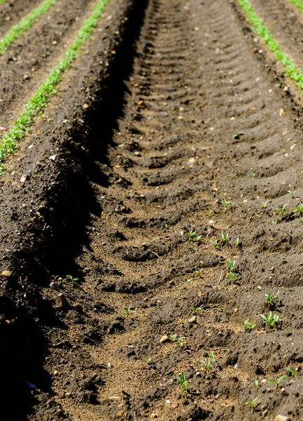 Unga plantor som växer i ett fält — Stockfoto