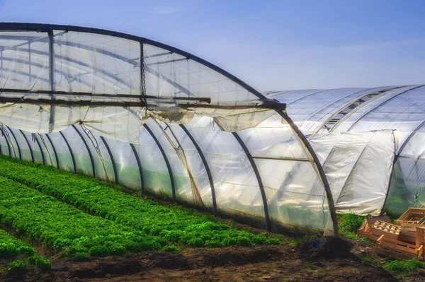 Interior da estufa para cultivo de saladas — Fotografia de Stock