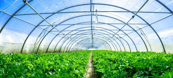 Cultivar verduras en un invernadero Imagen de stock