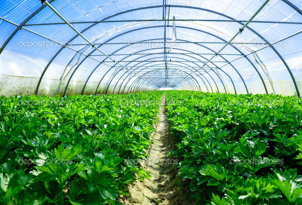 Celery greenhouse culture Stock Photo by ©Pixinooo 26436813