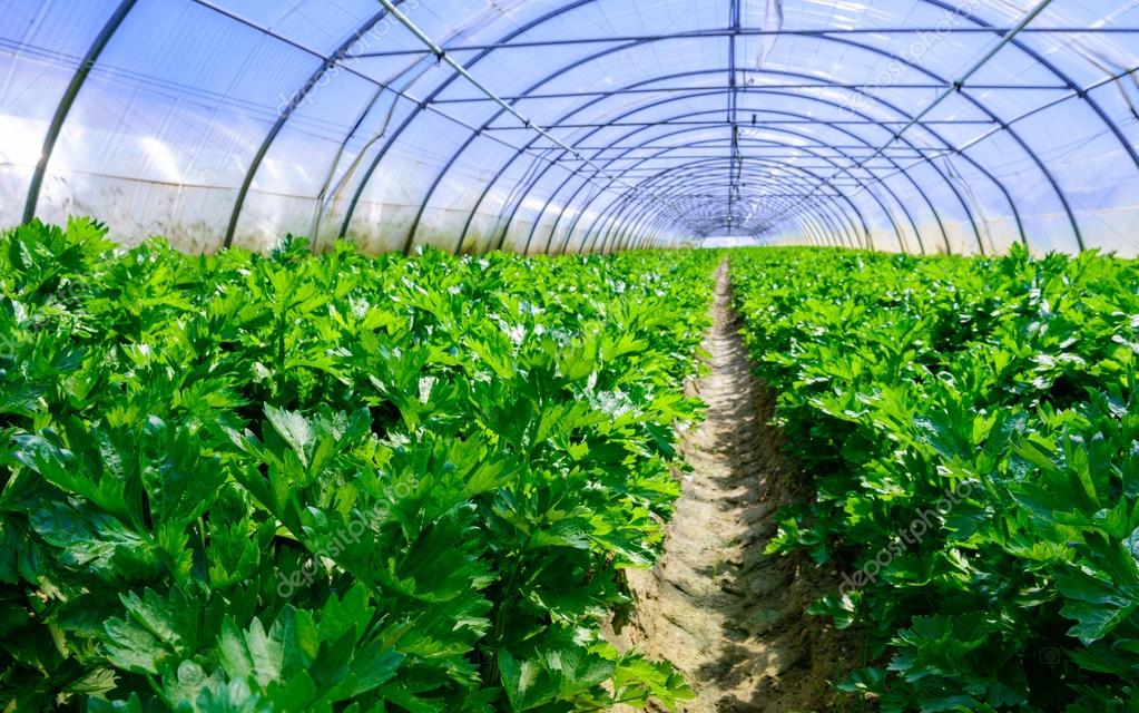 Growing vegetables in a greenhouse — Stock Photo © Pixinooo 26436821