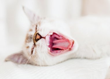 güzel komik kedi esneme