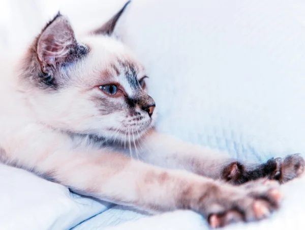 Beautiful cat trying to stretch to relax — Stock Photo, Image