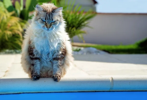 只漂亮的猫站在池的边缘上 — 图库照片