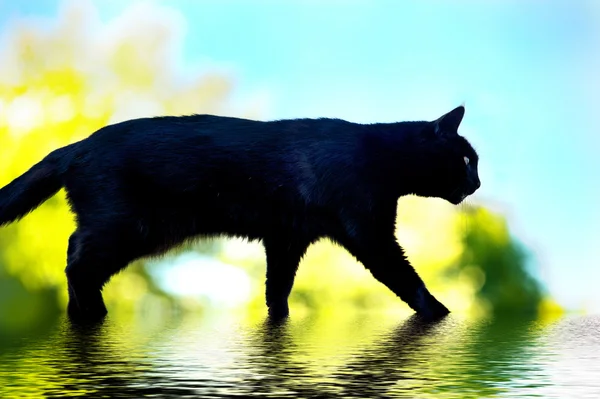 黑猫在流水 — 图库照片