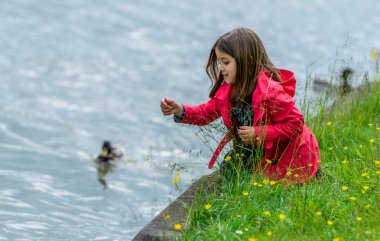niña bonita comer a los patos en la orilla del agua