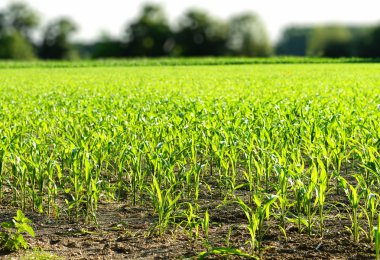 Genç Mısır ile yeşil alan