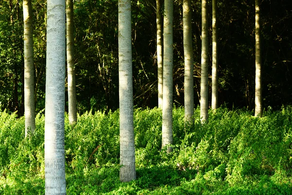 Hermoso claro con grandes abedules en el bosque francés —  Fotos de Stock