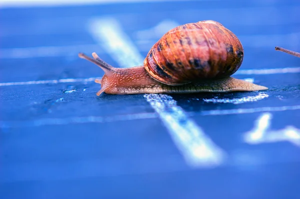 Caracol cruza a linha de chegada como vencedor — Fotografia de Stock