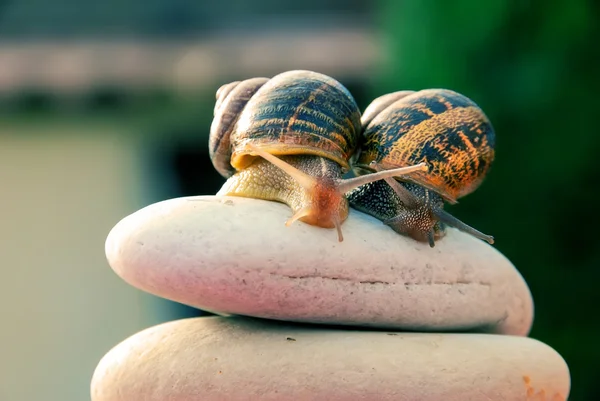 Pareja de caracoles en una montaña de guijarros — Foto de Stock