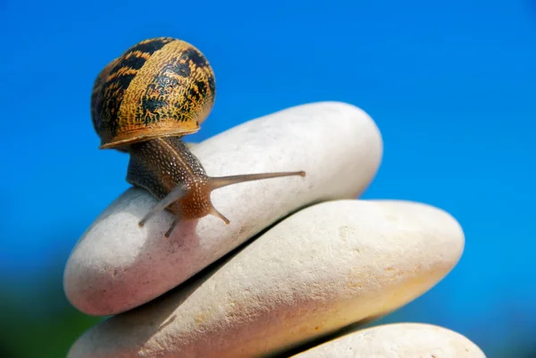 Caracol em uma montanha de seixos — Fotografia de Stock