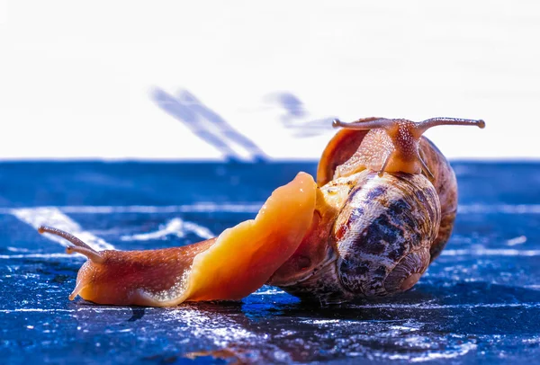 Battle between snail to cross the finish line — Stock Photo, Image