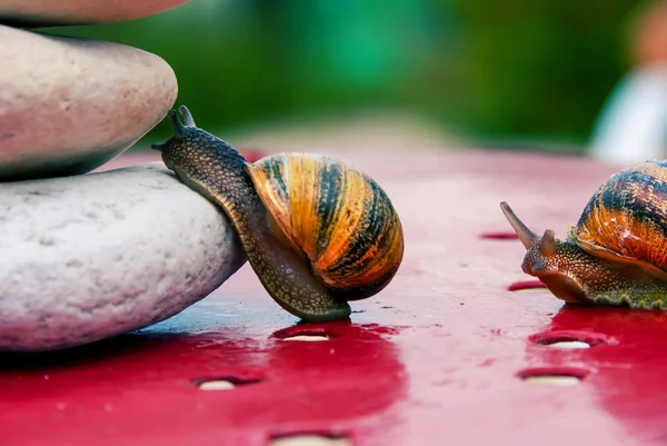 Caracol encorajado a subir pelo seu congénere — Fotografia de Stock