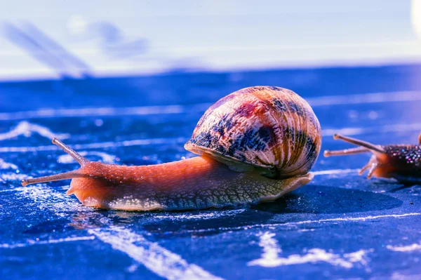 Snail finish encouraged by its congener — Stock Photo, Image