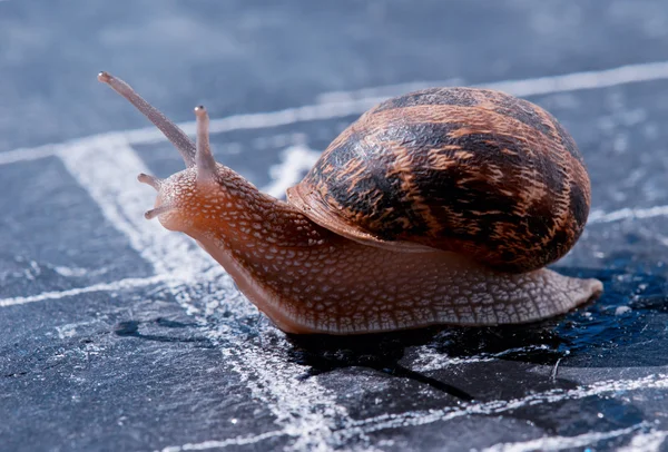 Snail crosses the finish line as winner — Stock Photo, Image