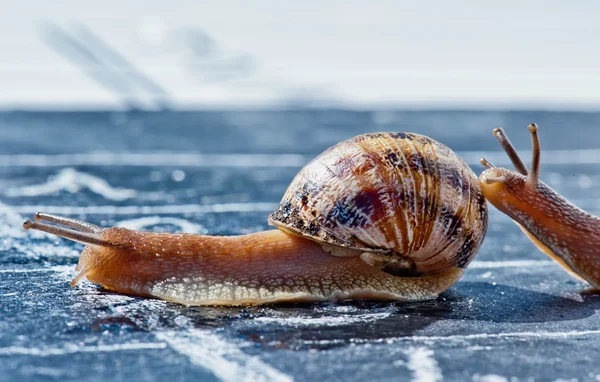 Snail finish encouraged by its congener — Stock Photo, Image