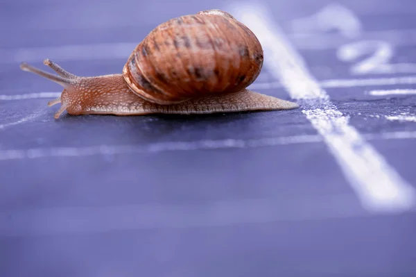 Snail crosses the finish line as winner — Stock Photo, Image
