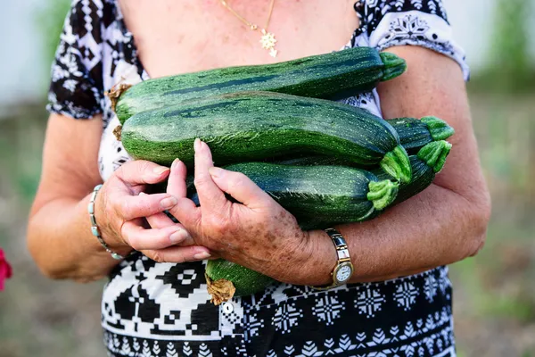 Retired woman holding zucchini in her hands — Stock Photo, Image