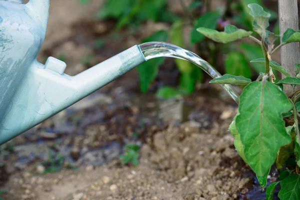 Gardener with watering on the vegetable — Stock Photo, Image