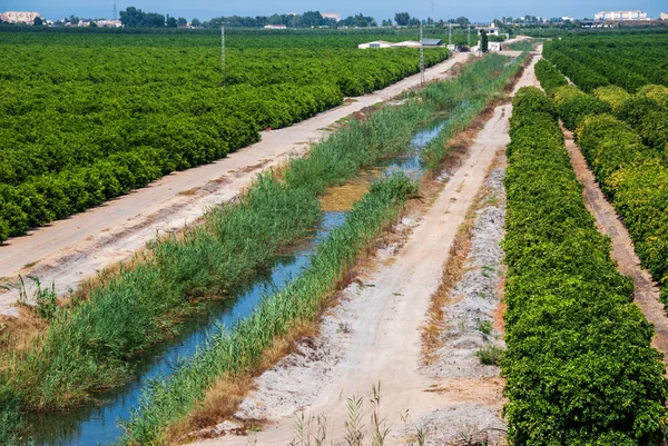 Orange groves in spain — Stock Photo, Image