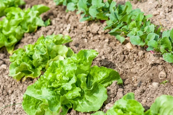 Sera içinde salata kültürü — Stok fotoğraf