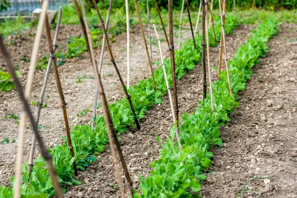 Cultuur van salades in een privé tuin — Stockfoto